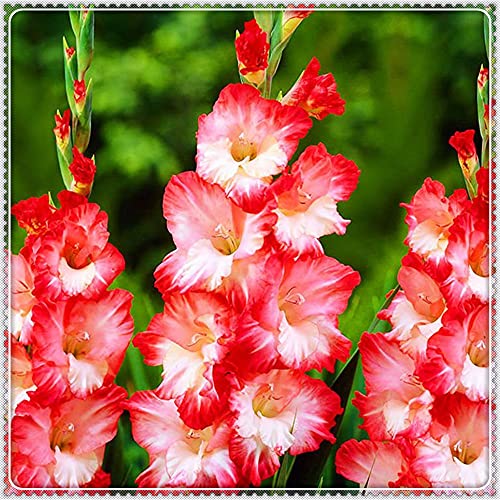 Bulbi di gladiolo|Colori Splendidi Per Un Valore Visivo|Lampadine importate|Decorazione giardino segreto-2,7Bulbis
