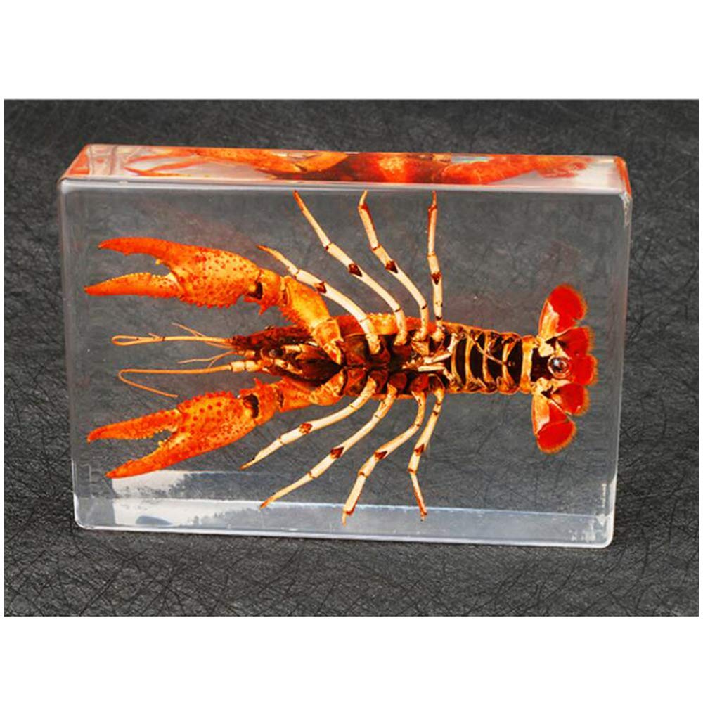 DKULMN Insect In Resin Specimen,Real Resin Crayfish Embedded Specimen Teaching Resources Specimen Paperweight Taxidermy For Biological Collectible