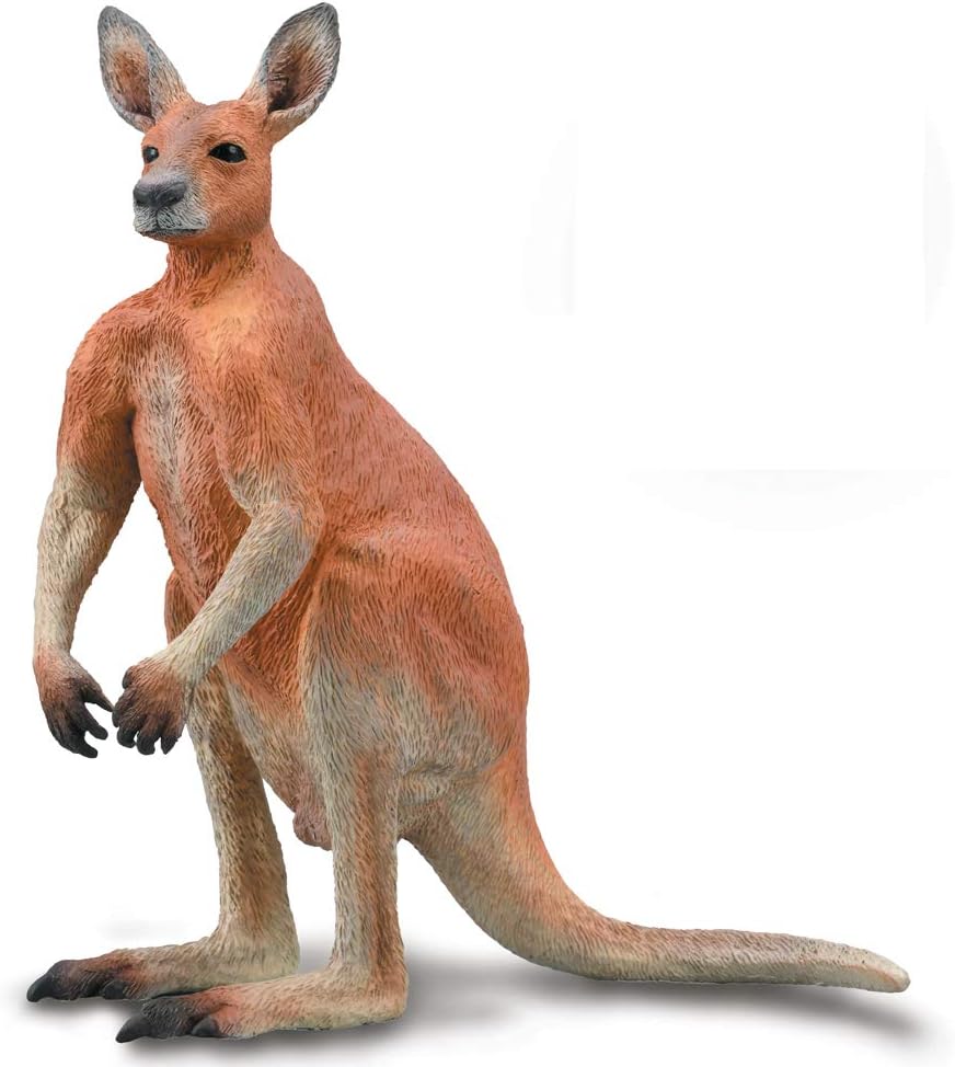 Red Kangaroo - Male