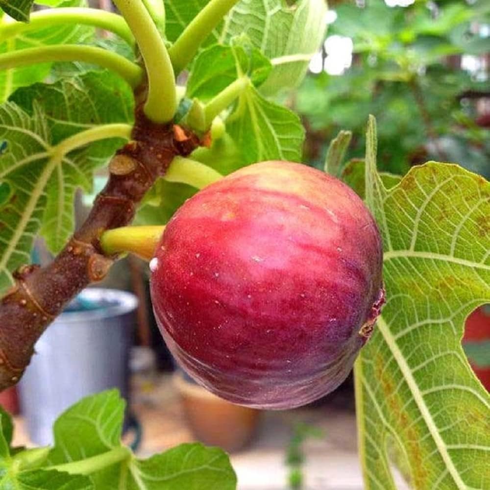 AVIKGARDEN Fig Anjeer Ficus Carica Fruit Live Plant Tree (Air layered/Grafted) Live Plants & Tree Dumur Plant