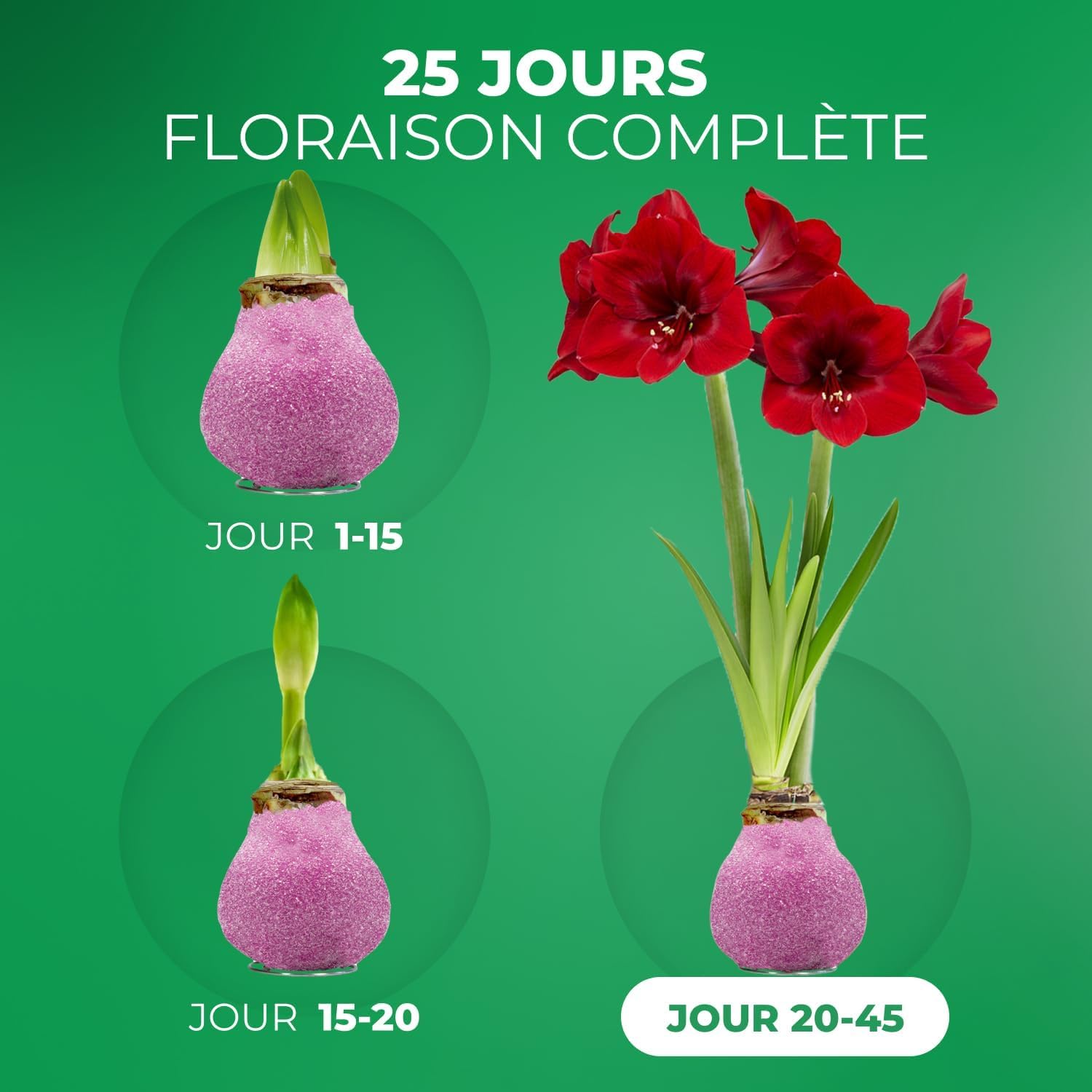 Amaryllis Bulbe Paillettes rose en cire - 2 pièces