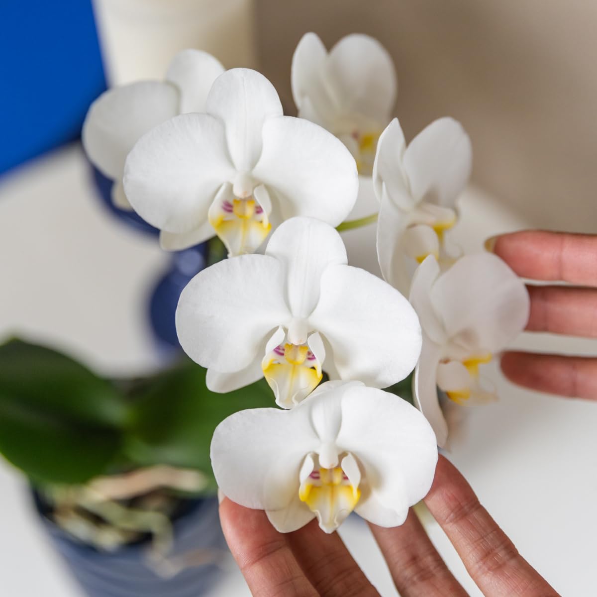 Kolibri Orchids | Planten Set Fish Turquoise | Set Met Witte Phalaenopsis Orchidee Amabilis 9cm En Groene Plant Succulent Crassula Hobbit 6cm Incl Turquoise Keramieken Sierpotten