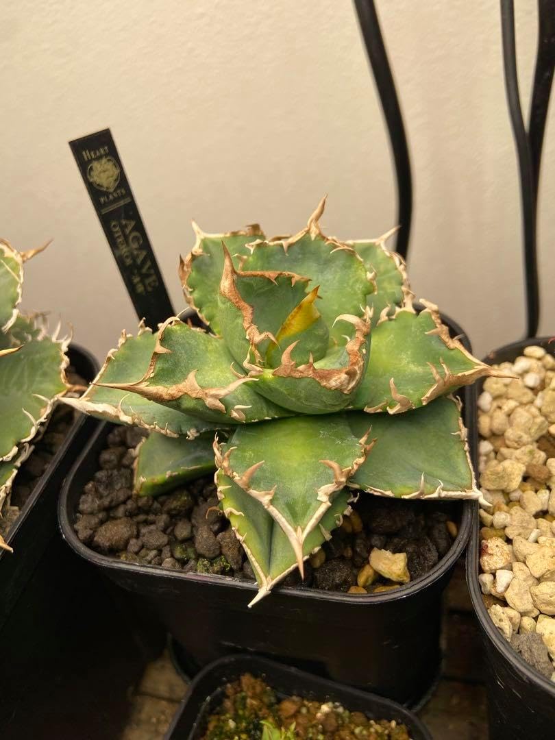 アガベ チタノタ 清櫻 清桜 短広葉長鋸歯タイプ 子株付き抜き苗 アガベ アガベ チタノタ 清櫻 清桜 短広葉長鋸歯タイプ 子株付き抜き苗 アガベ