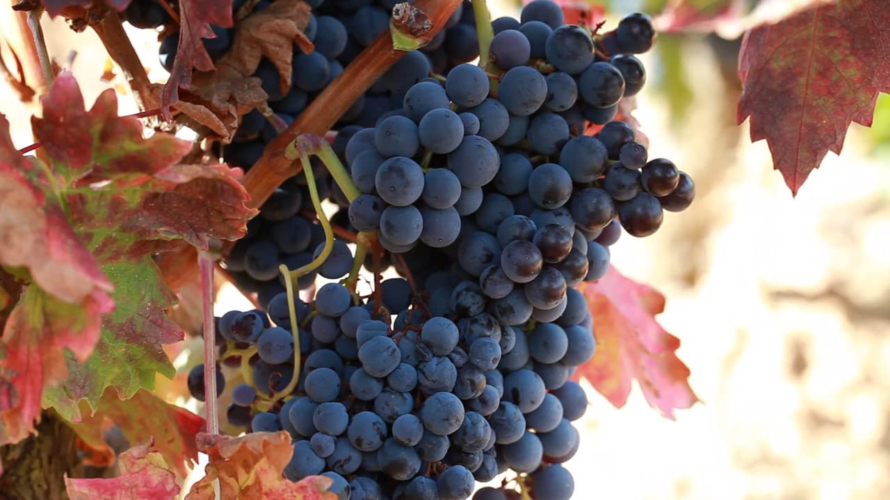 Bodegas Fernández de Piérola - Vino Tinto Crianza Denonimación de Origen Rioja - Uva variedad 100% Tempranillo - 18 meses en barrica - Caja 6x Botella de Vino Tinto de 750 ml