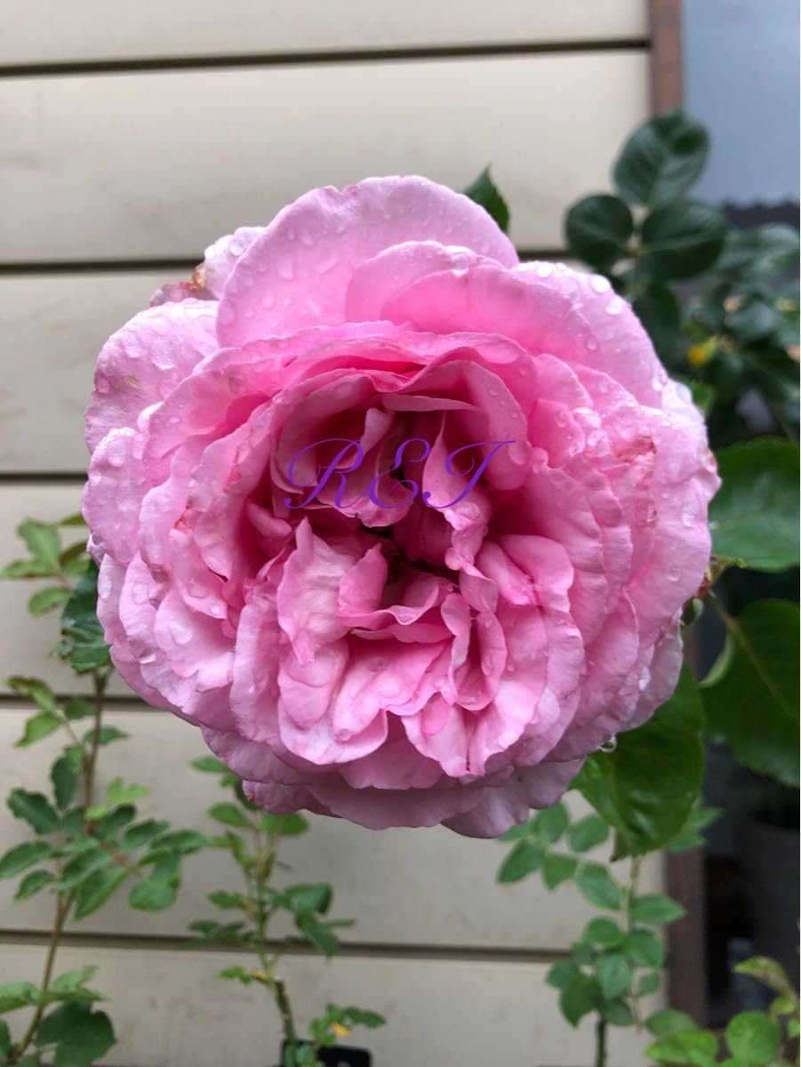 バラ苗　希少イブ系2苗挿し木 バラ苗 イブ系2苗隠れイブバラ挿し木｜Yahoo!フリマ（旧PayPay