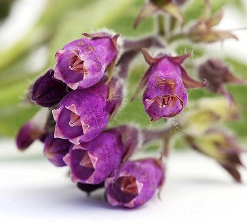 Miniatura 2 de Semillas de flores moradas de consuelda, 80 semillas, plantas de hierbas perennes sin OMG, jardín y paisaje