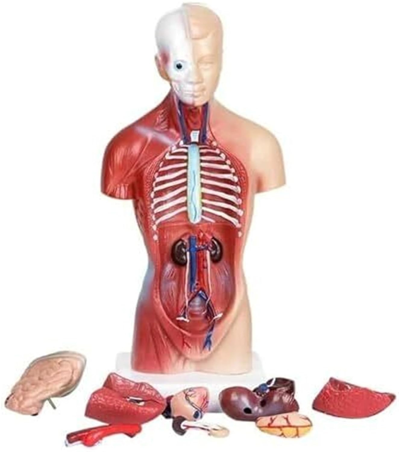 Human Anatomy Torso 15 Piece Skeleton 4D Anatomical Assembly Model