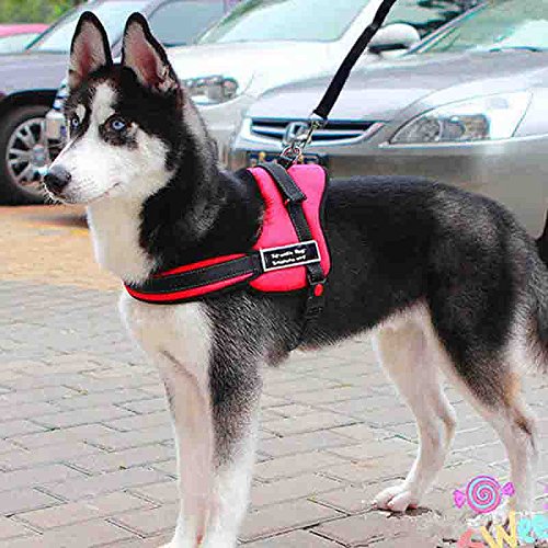 Generic Black, S : New Arrival Dogs Hot Sales Solid Colors Colorful Nylon Leash Harness Dog Collar Chain Safety Vest Suit For Or Pets