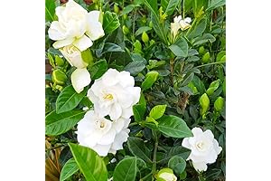 Live Gardenia Plant Indoor - Cape Jasmine Plant