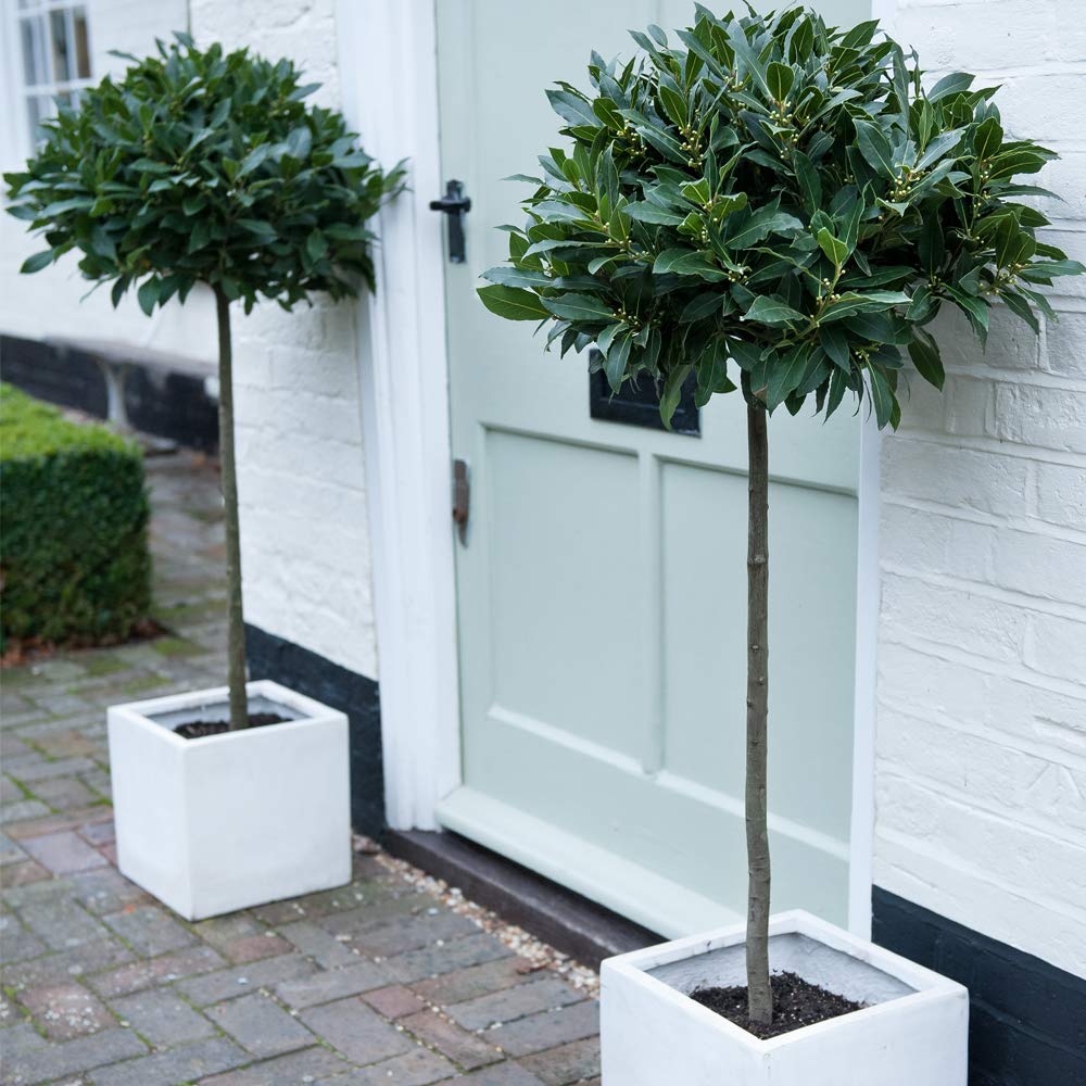 Buy Bay Tree Standard Bay Laurel Aromatic and Flavoursome Green Leaves Attracts Wildlife Ideal