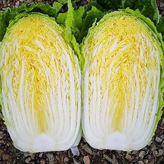 NO-GMO 120 Seeds, Chinese Cabbage Seeds Garden Vegetable Seeds Heirloom Seeds