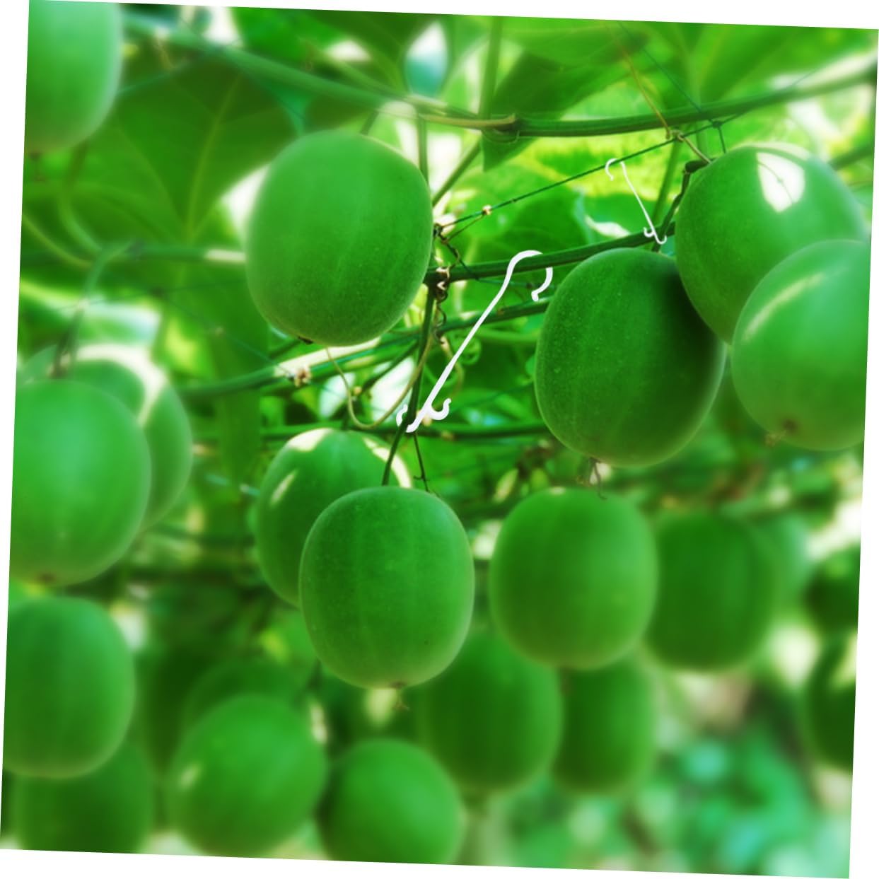 MERRYHAPY 850pcs Plant Support Hooks Tomato Supports Fruit Ear Hooks Plant Hanging Supplies Greenhouse Garden Accessories