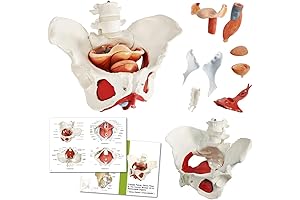 Life-Size Pelvic Floor Anatomy Model: An Educational Tool for Medical Professionals and Students