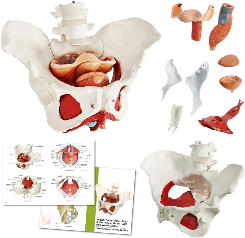 Female Pelvis Model with Pelvic Floor Muscles Perineal Model Female Anatomy Model 1:1 Life Size Human Skeleton Medical Science Educational Equipment Anatomy Medicine