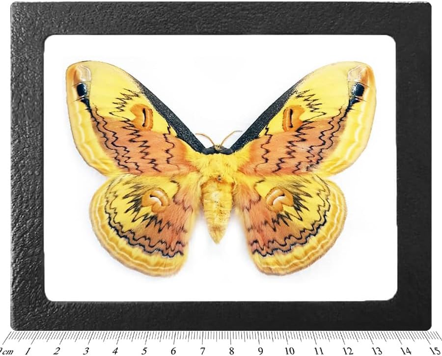BicBugs Loepa oberthuri pink yellow saturn moth China RARE FRAMED