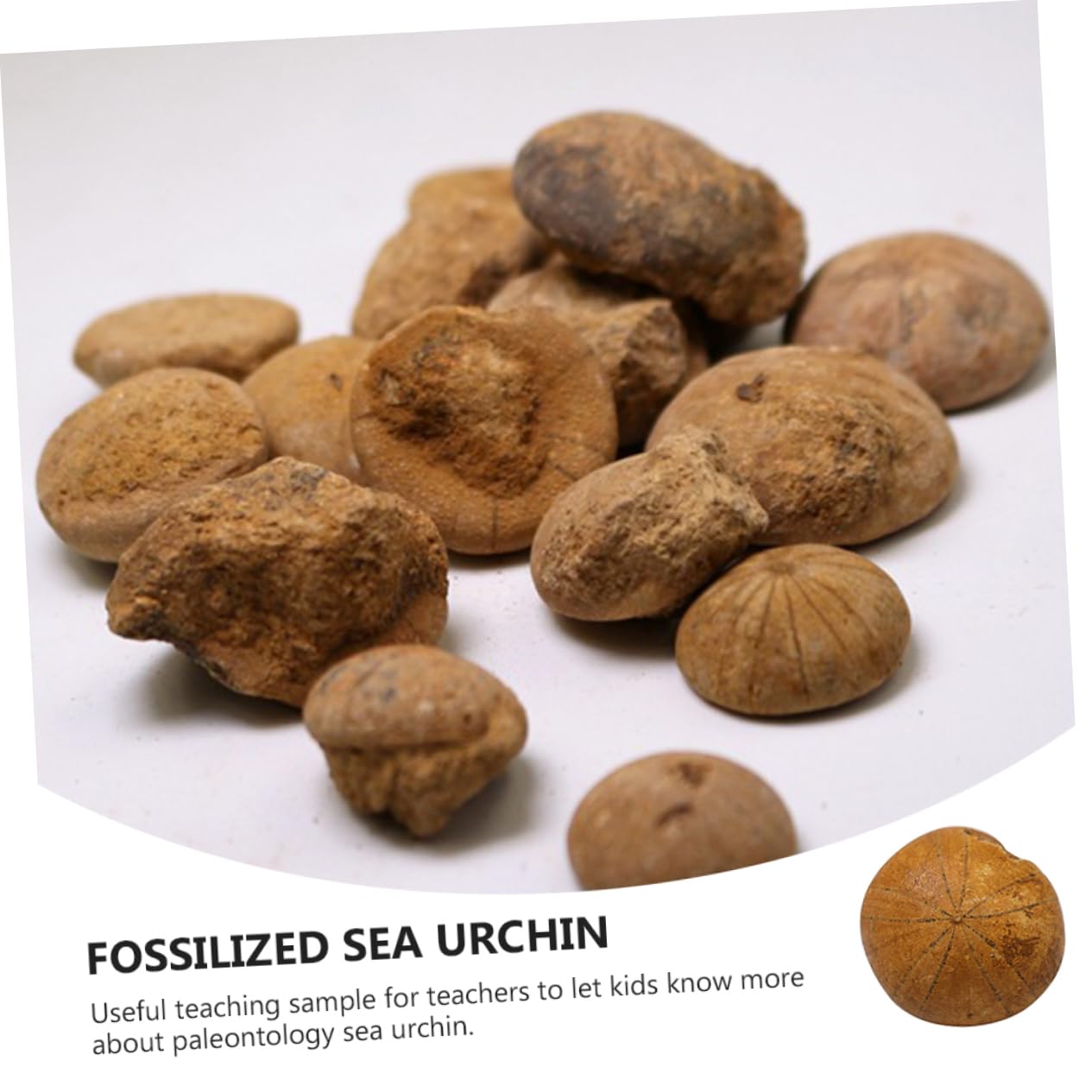 iplusmile 3piezas Sea Urchin Specimen Educational Ornament for Classroom Decoration
