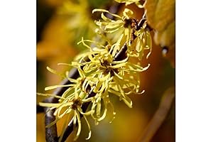 Witch Hazel Seeds: Nature's Healing Ally