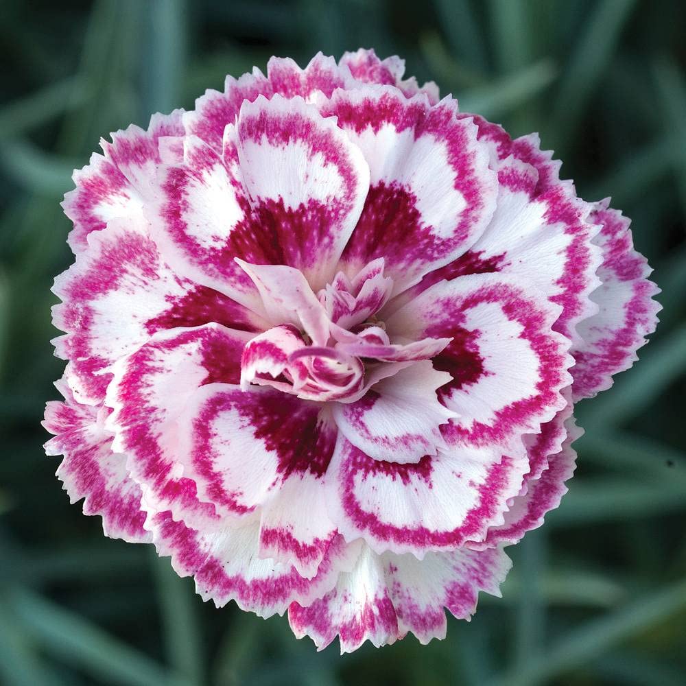 Dianthus Flower Plant Seeds | Dianthus Mixed Color Hybrid Flower Seeds For Planting Winter(Pack Of 50 seeds) (B0BSRXFTR7) Amazon Price History, Amazon Price Tracker