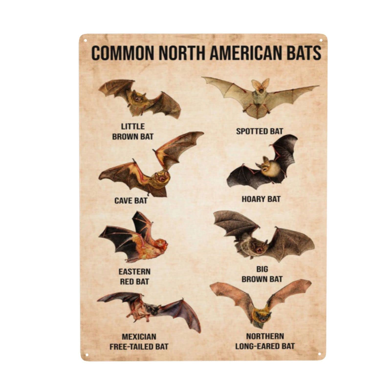 Common North America Bats Poster,Bat Knowledge Poster Vintage Metal Tin Sign Poster Art Funny Tin Sign For Bathroom,Bedroom,Living Room,Club,Cafe,Man Cave Wall Art Decor 8x12 Inch