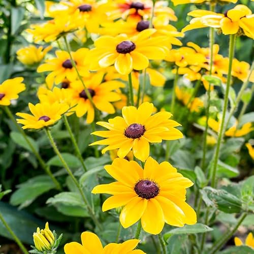 Black Eyed Susan, Rudbeckia Flower Root - Deer Resistant - Good as Cut Flowers - Naturalizing - Perennializing - Easy to Grow Live Plants - Outdoor Garden Black Eyed Susan, Rudbeckia Flower Root - Deer Resistant - Good as Cut Flowers - Naturalizing - Perennializing - Easy to Grow Live Plants - Outdoor Garden