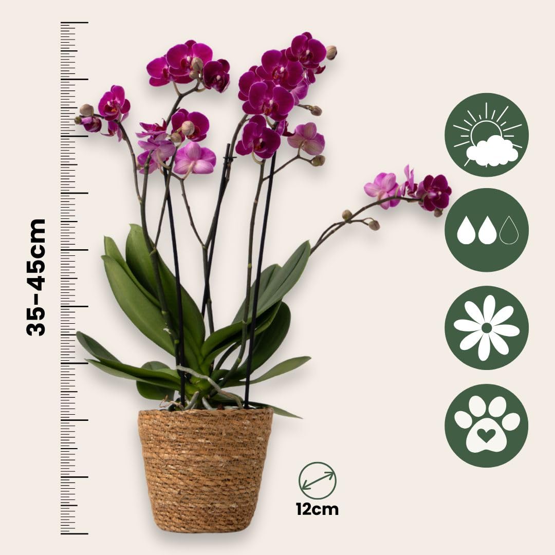 Plant in a Box - Orchidée Phalaenopsis - Lot de 3 - Phalaenopsis Multiflora - Hauteur 35-45cm - Pot 12cm - Plante d’intérieur fleurie - Compatible avec les chats