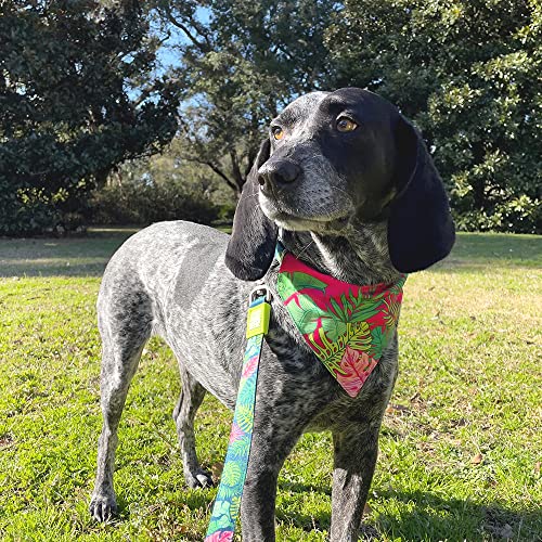 Image of Max & Molly Reversible Fabric Bandana for Dogs & Cats, Soft Washable Fabric, No-Tie Design, Pet Collar Slides Through Top Loop to Keep Bandana Securely in Place (Tropical, Medium-Large)