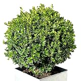 Wintergreen Boxwood Shrub Live Plant – Evergreen Hedge, Buxus sinica VAR. insularis ‘Wintergreen’, Cold-Hardy Shrub for Borders, Foundation, Topiary & Landscaping