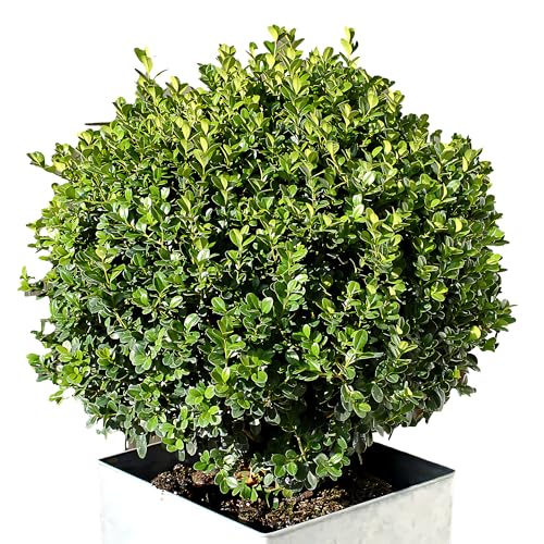 Wintergreen Boxwood Live Plant