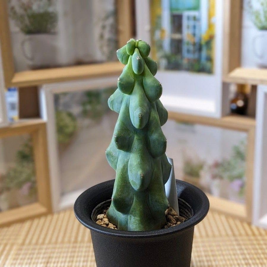 Amazon.co.jp: 多肉植物 サボテン 福禄竜神木 ミルチロカクタス 1
