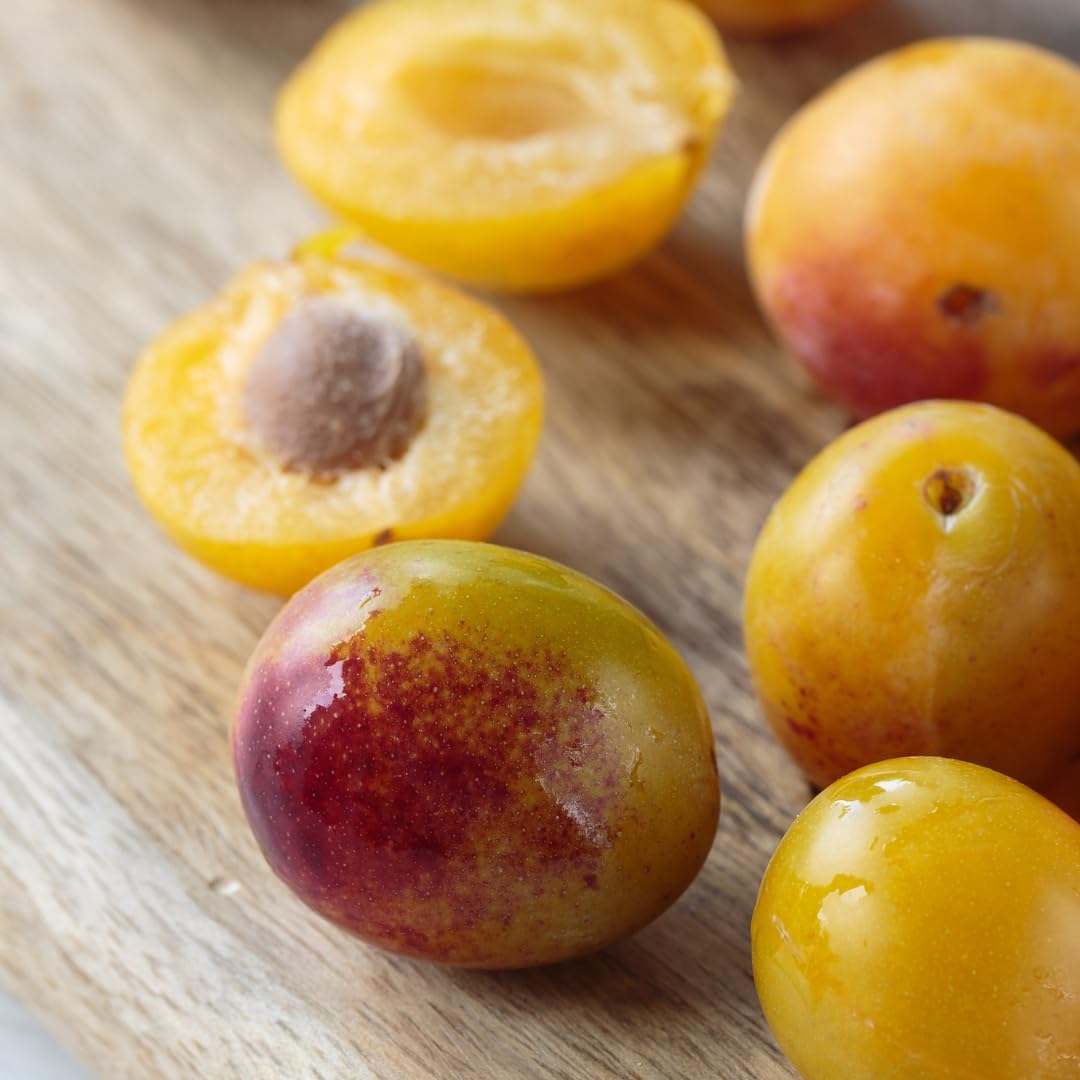 Fortune Pflaumenbaum Im Topf – Obstpflanze Bis 170 Cm, 2-jährig Aus Italien