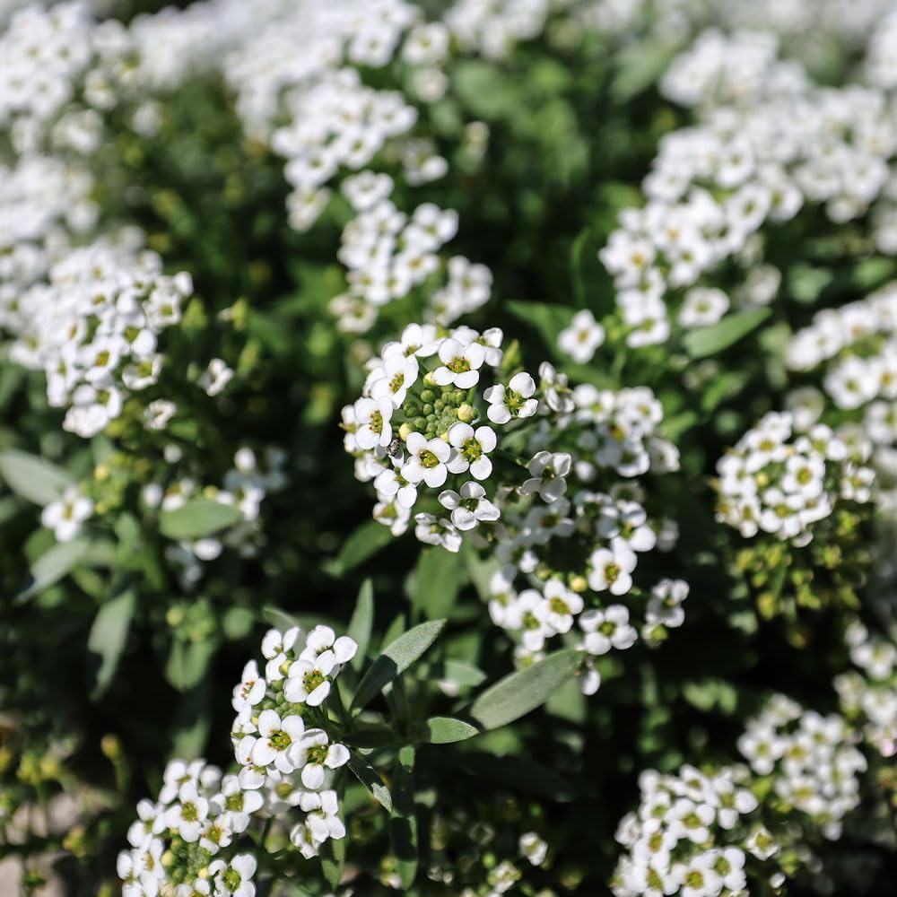 Alyssum Snowdrift Seeds – RHS Award of Garden Merit – Fragrant, Versatile & Very Popular – RHS Plants for Pollinators - Hardy Annual – for Your Beautiful Garden