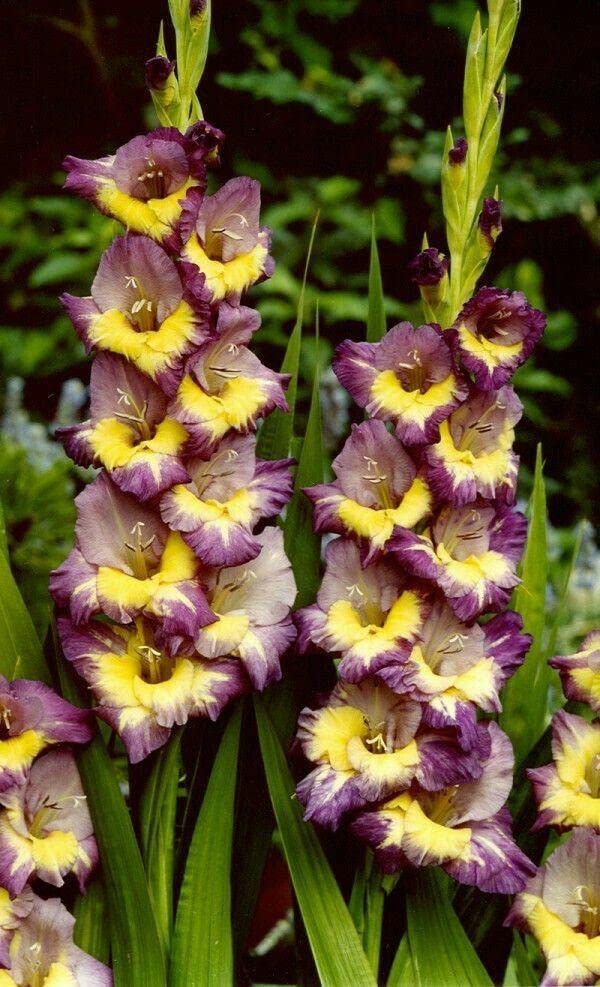 Oakwood Farms Imported Gladiolus Double Color Flower Bulbs (Pack Of 10 Bulbs) Purple & Yellow (B0C2HSK1RW) Amazon Price History, Amazon Price Tracker
