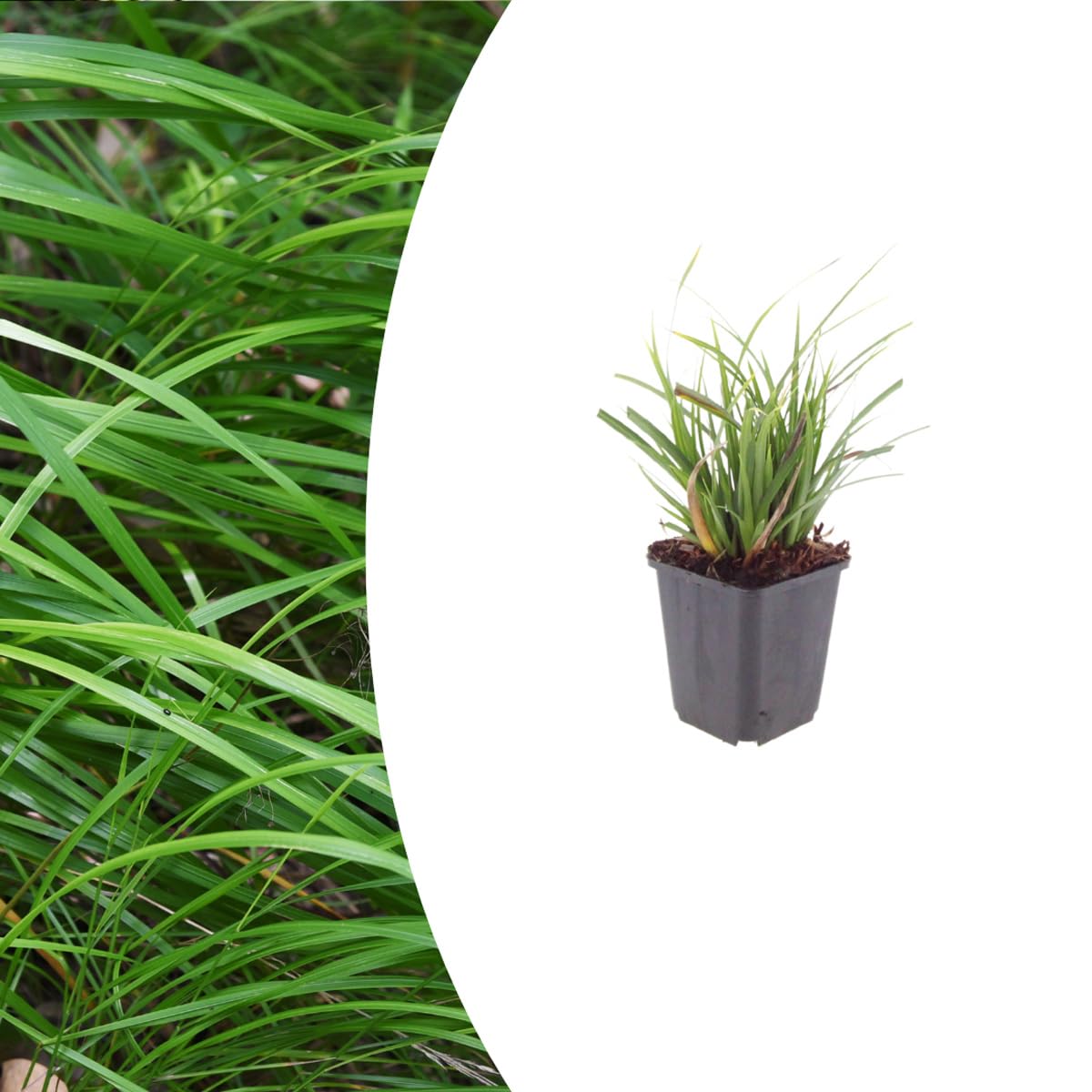 Carex morrowii | 48 sztuk - 10-25cm - Ø9cm - Roślina ogrodowa