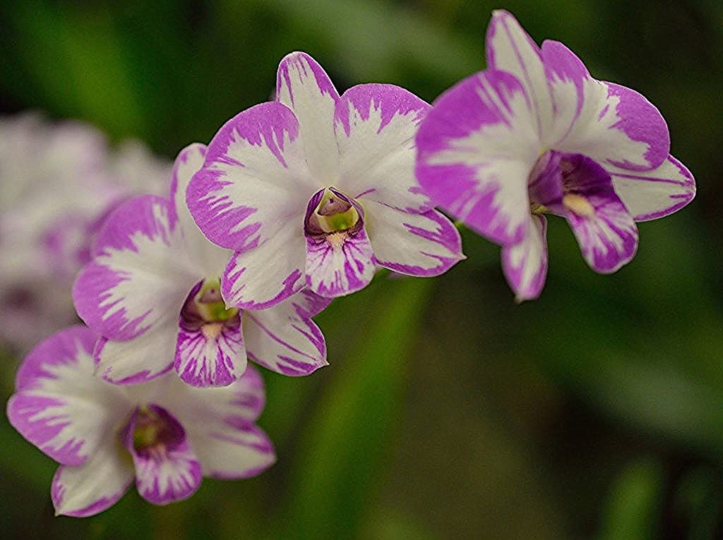 Florona Dendrobium Orchid Seedling Plants " Enobi Purple " 1 Helathy Live Plant Without Pot (B09TTP555Q) Amazon Price History, Amazon Price Tracker