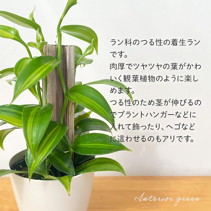 Amazon｜観葉植物 バニラ 3.5号鉢 蘭 ラン バニラビーンズ つる性 小型