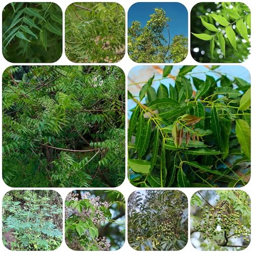 semillas de árbol de neem plantas resistentes árbol de neem Plantas de jardín Semillas del árbol de Neem árbol de semillas de hierbas macetas balcon jardin semillas de árbol de neem 50pcs