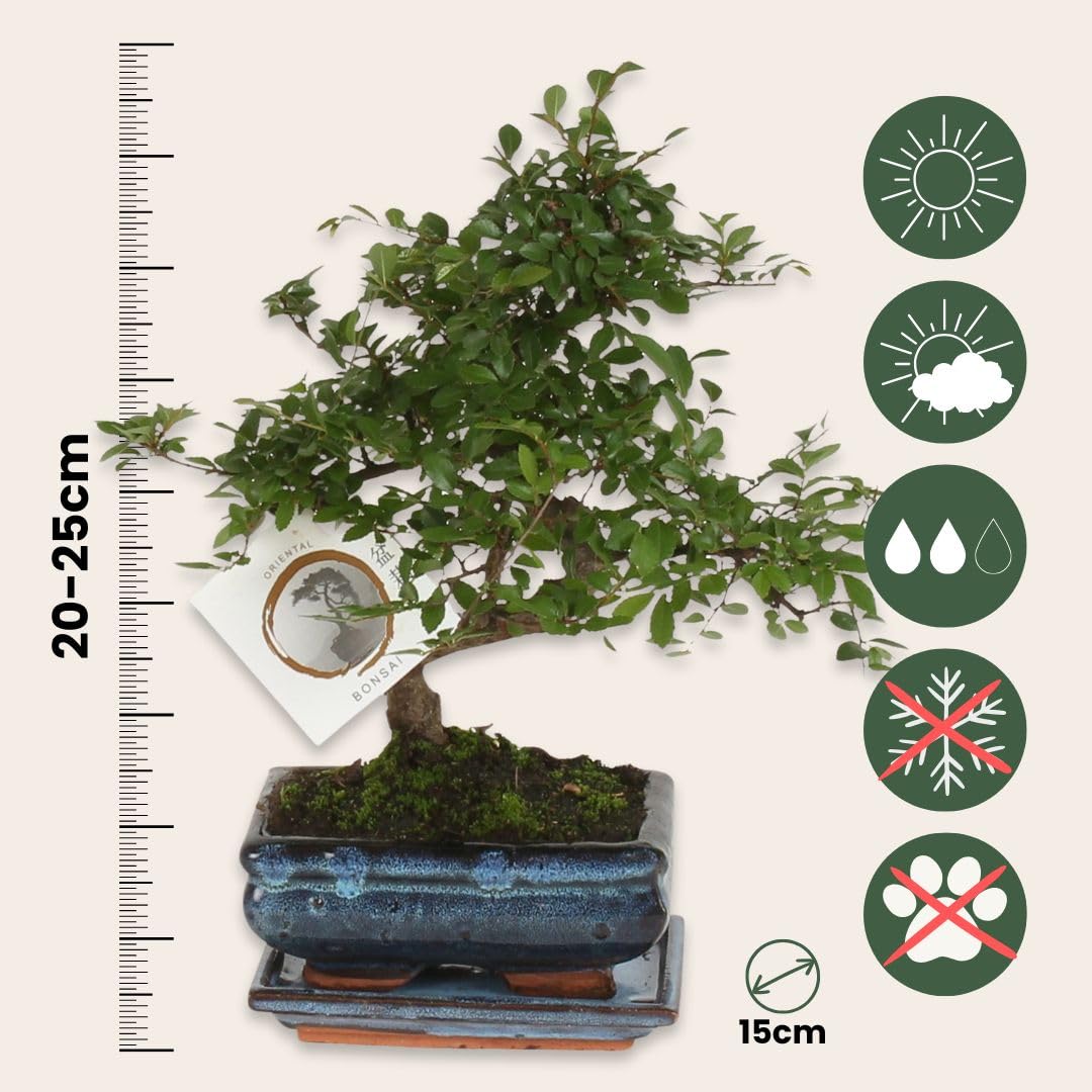 bonsai korea Korean Hornbeam Bonsai #CACO-012 – Bella Bonsai Nursery main image 0