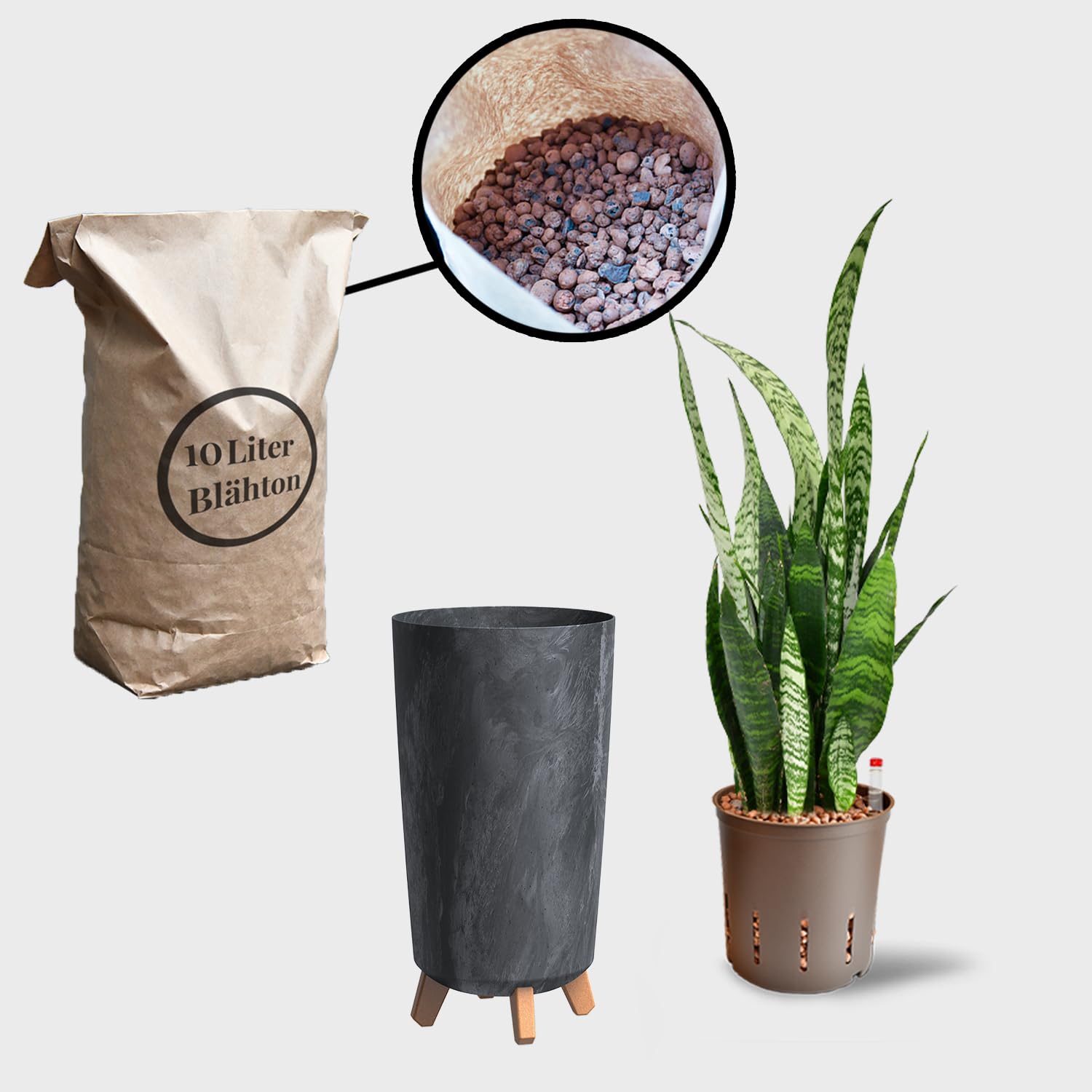 Sansevieria Bogenhanf - Pflegeleichte Zimmerpflanzen - Sukkulenten frisch aus der Gärtnerei - XL Hydrokultur Set Büro - Höhe 70-80 cm - in Vase Anthrazit - inkl. Blähton & Dünger