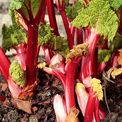 schone Rhubarb Plant Roots - Delicious Sweet Taste - Easy to Grow - Ready to Plant for Your Beautiful Kitchen Garden (1x Hosteiner) Pink