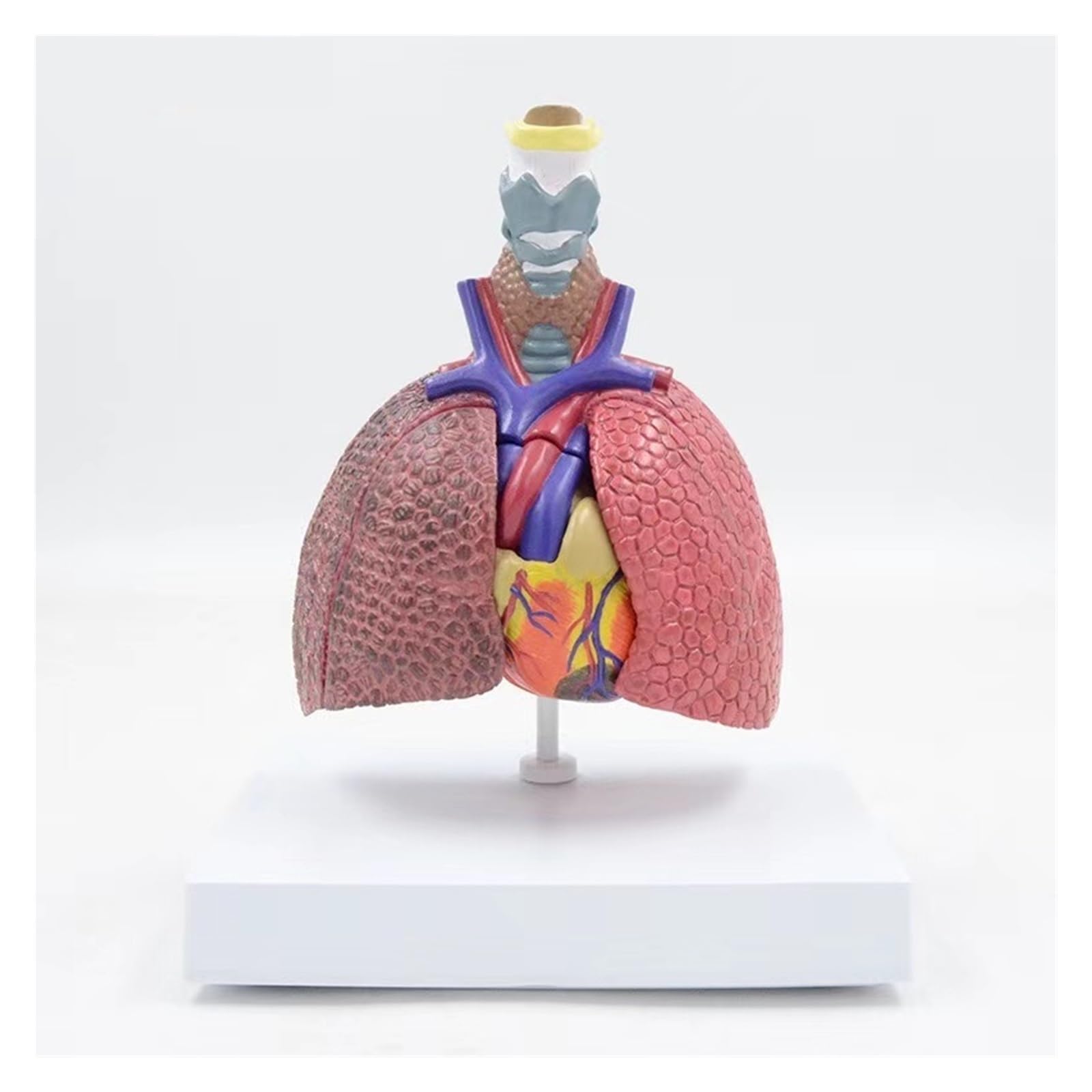 Cœur et larynx AMITD taille réelle pour comprendre les maladies facilement