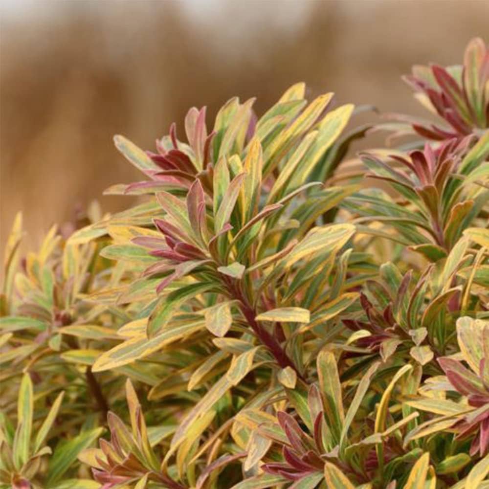 Amazon.co.jp: ユーフォルビア ゴールデンレインボー 12cmポット苗