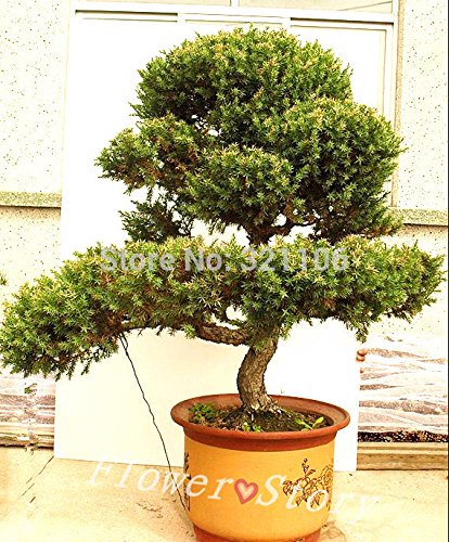 Juniper Bonsai Baum Topfblumen Bro Zypresse Bonsai Reinigen Die Luft |  Desertcart Gambia