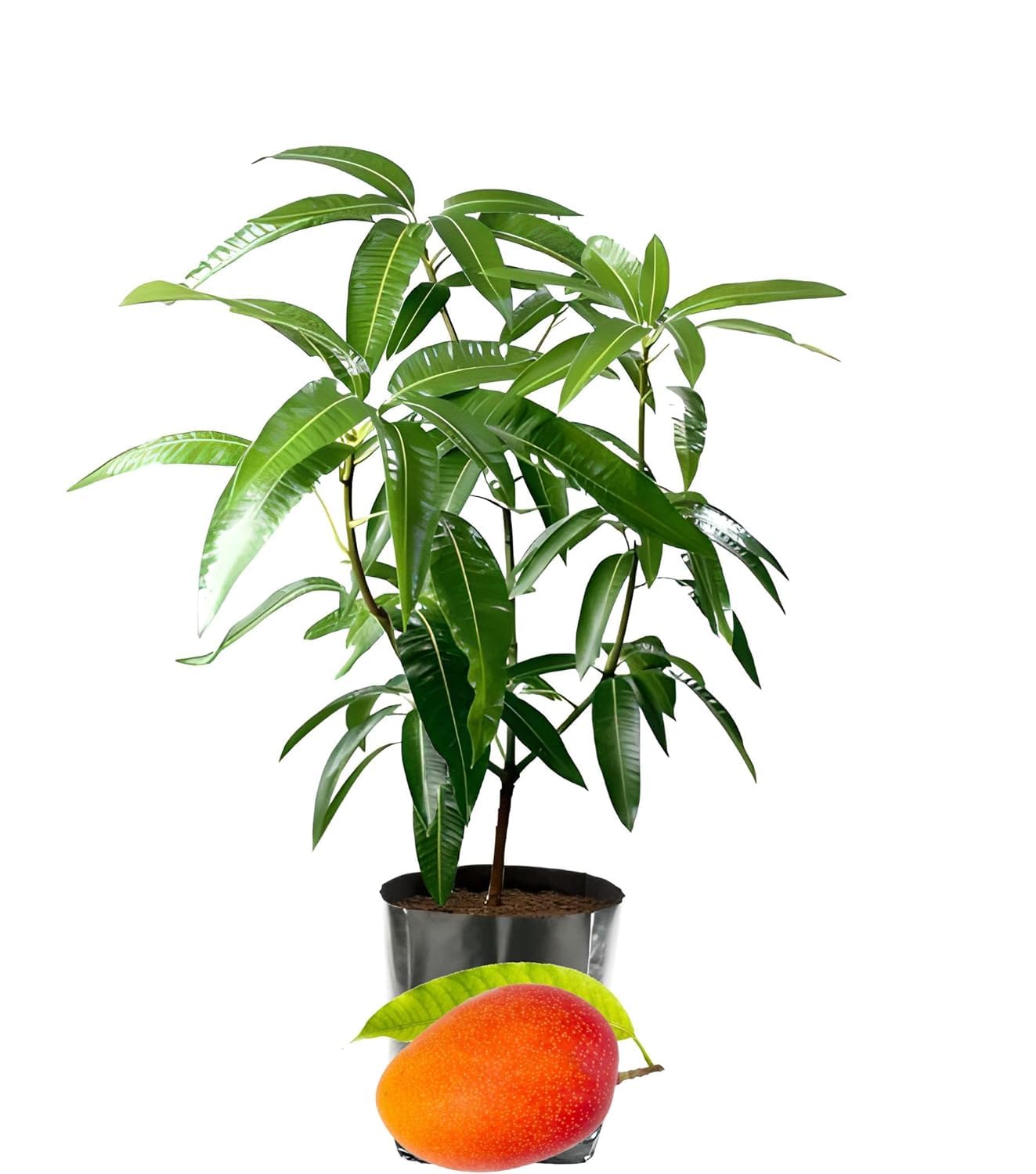 EverSneh Sindhu Mango Plant - Organic Seedless Variety | Healthy Grafted Live Fruit Plant for Home & Garden | Sweet & Juicy Mango in Black Plastic Pot.