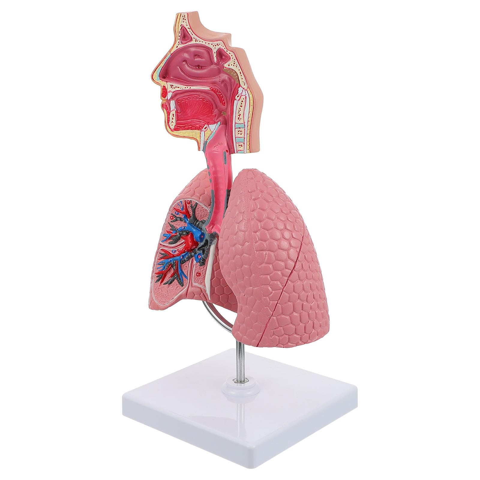 Modello Didattico di Polmone Umano in Pvc Resistente, Modello di Insegnamento Anatomico Scolastico per Fisiologia e Scienze Mediche, Strumento Educativo per Studenti e Scuole