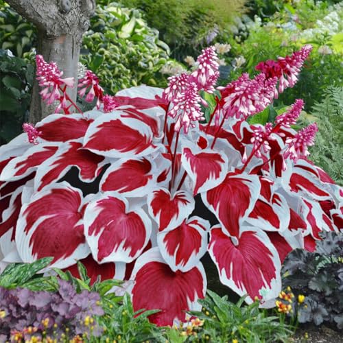 White Red Hosta Seeds 200 Pcs Non-GMO Shade Garden Perennial Rare (Hosta plantaginea) Elegant Low-Maintenance Ornamental Foliage