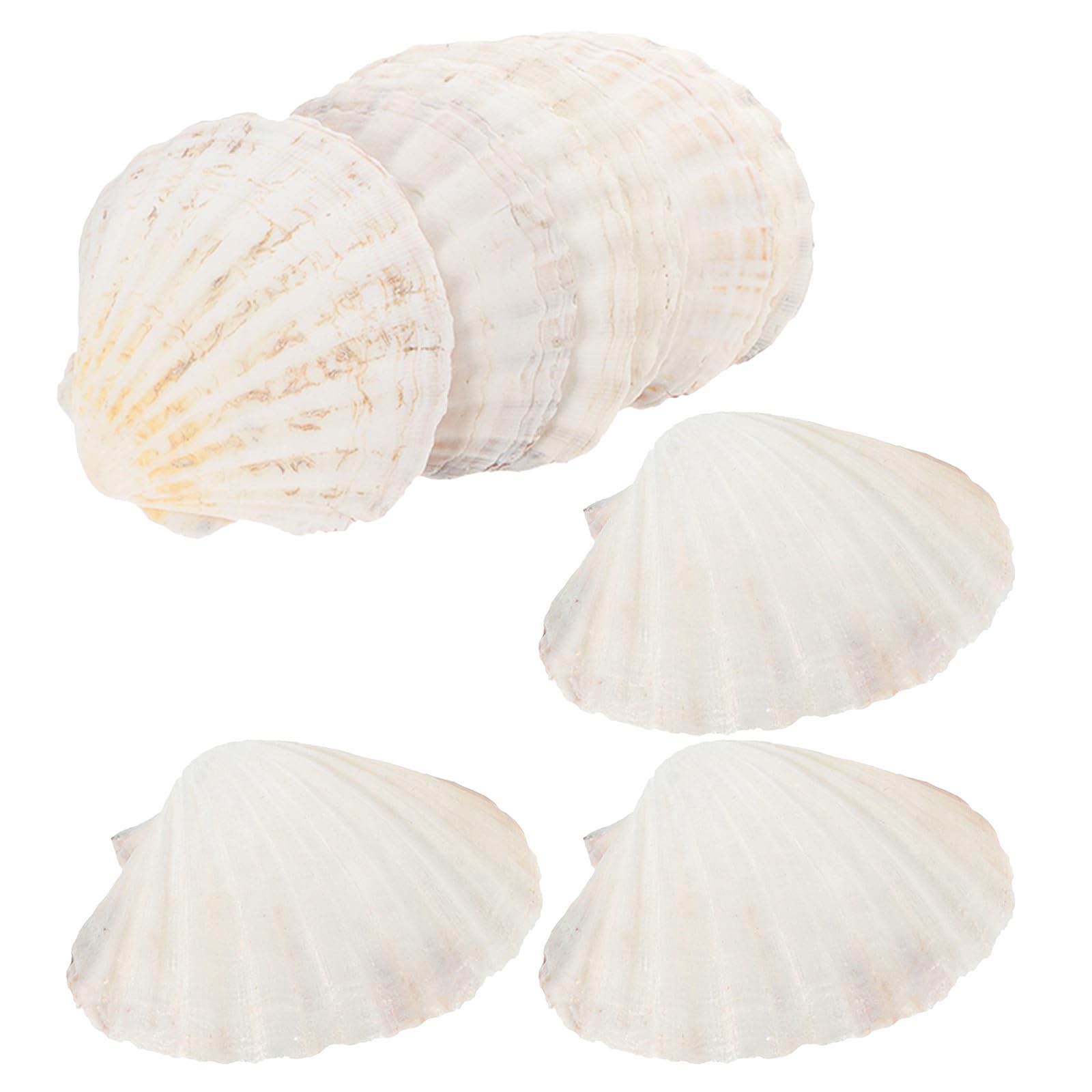 Coquilles de pétoncles naturelles x20 résistantes à la chaleur pour cuisson au barbecue