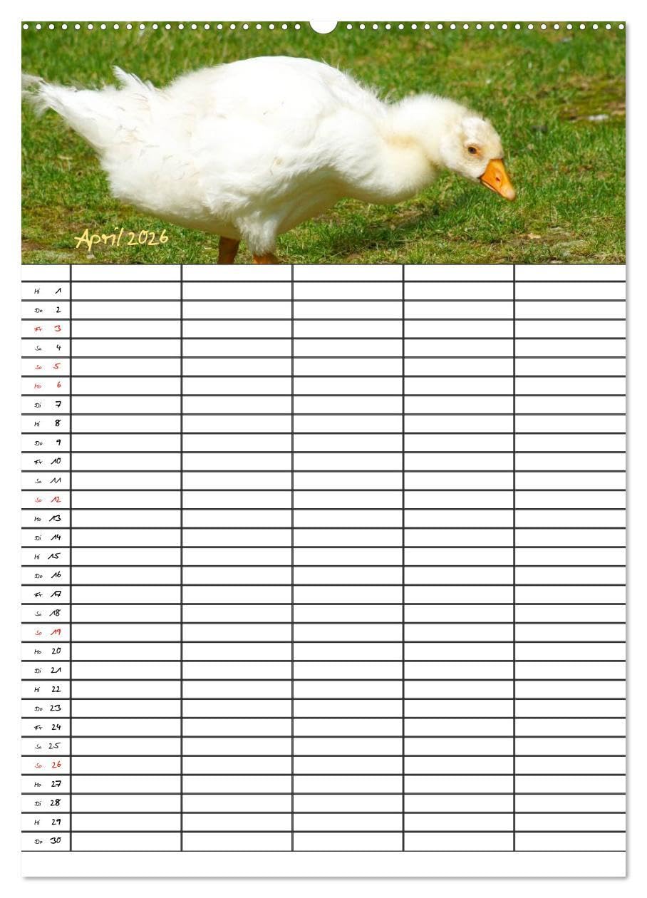 Bauernhoftiere Familienplaner (hochwertiger Premium Wandkalender 2026 DIN A2 hoch), Kunstdruck in Hochglanz: Nutz- und Haustiere (CALVENDO Tiere)