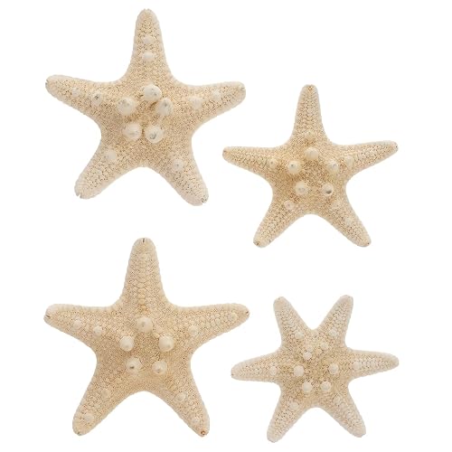 Amosfun 4 Estrellas de mar Naturales para Manualidades, Conchas, decoración de Pared, decoración de Bodas