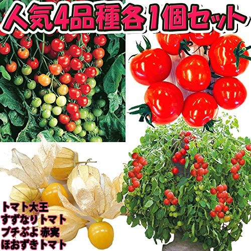 Amazon トマト苗 3品種 ゴールデンベリー苗セット 野菜苗 9cmポット自根苗 4品種各1個合計4個セット セット品種 トマト大王 すずなり トマト プチぷよ赤実 ほおずきトマト ゴールデンベリー 自社農場から新鮮直送 野菜