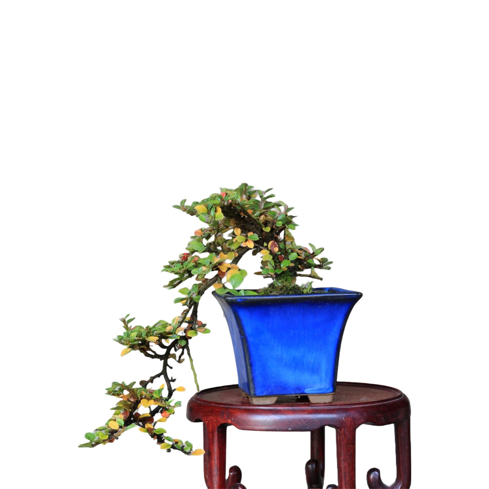 省山造 紫檀 切手盆 切手盆小 古瓦 | 烏城彫セレクトギフト